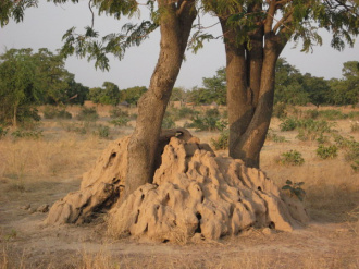 04 Les Termites Fond Leur Nid